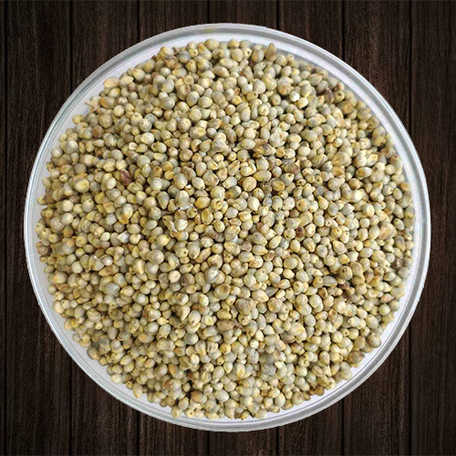 Pearl Millet (Bajra)